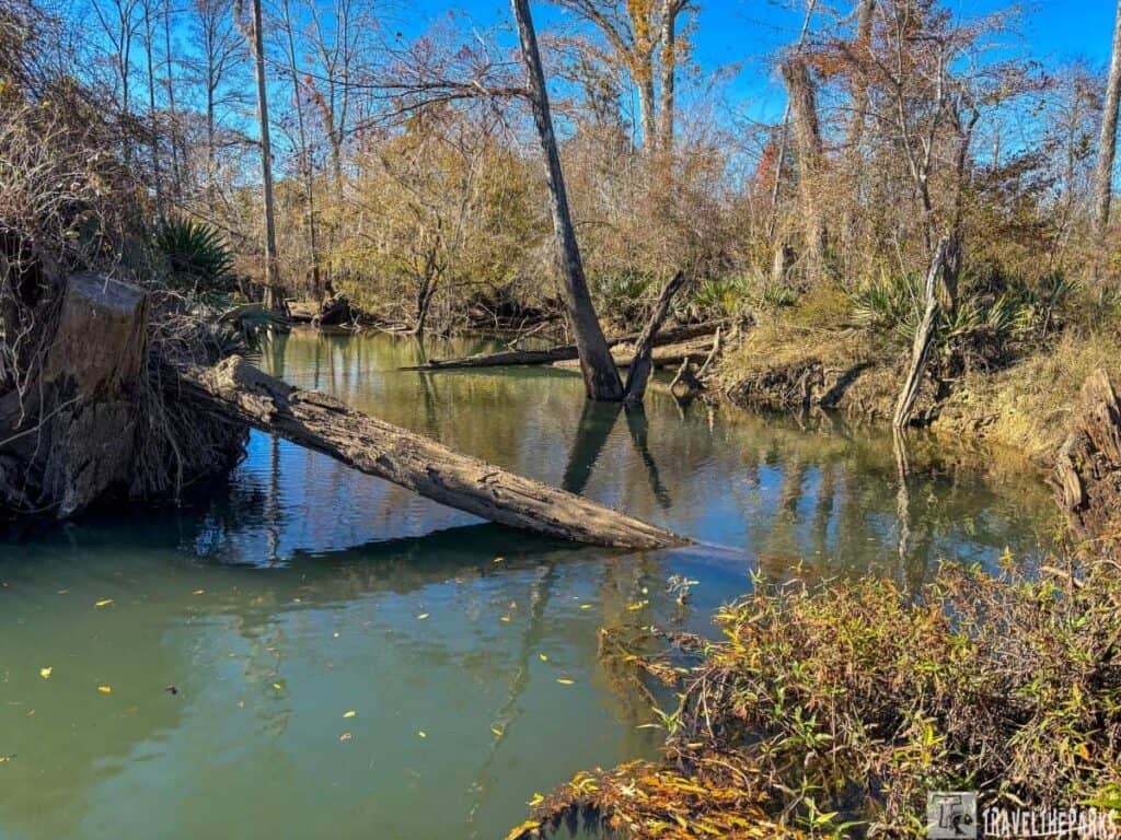 A woodland stream with a fallen log across it, surrounded by sparse trees and shrubs under a blue sky.