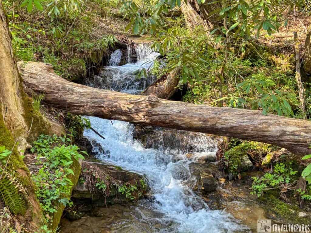 Small waterfall in a forest with a log crossing above it and surrounded by lush greenery.