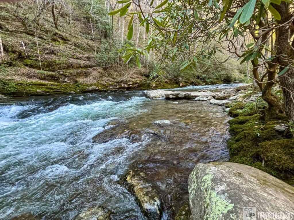 A tranquil Deep creek flowing through a forest, surrounded by greenery and rocks, with overhanging tree branches.