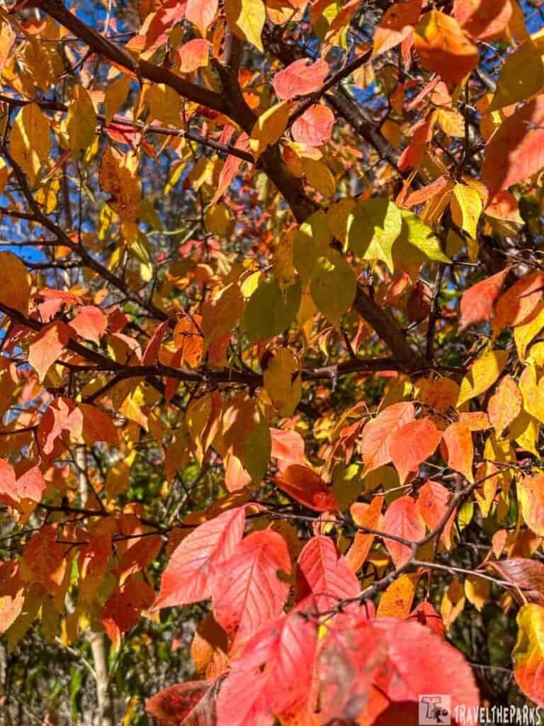 Autumn leaves in shades of red, orange, yellow, and green on tree branches.