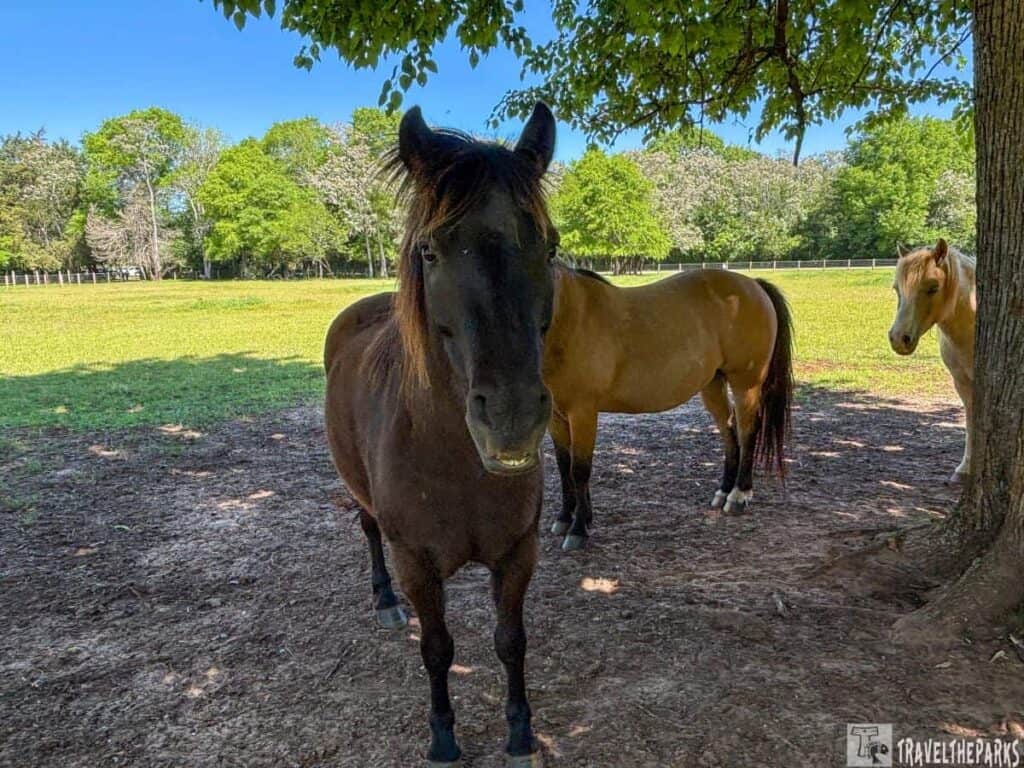 Three horses in a shady pasture, with trees and a clear sky in the background.