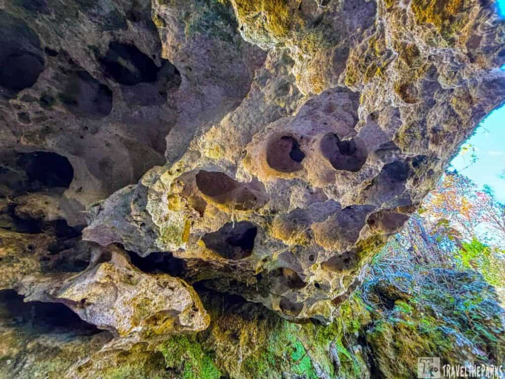 Close-up view of a rugged cavern ceiling with holes and textured rock surface at Florida Caverns State Park.