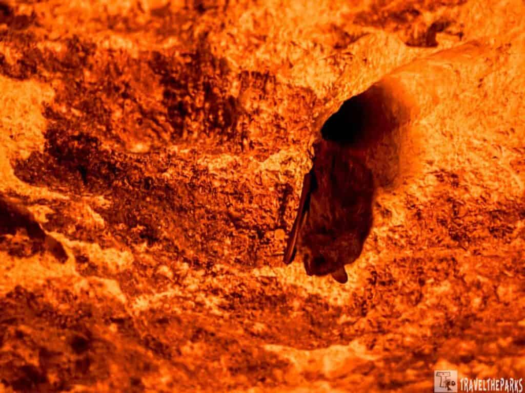 A bat hangs from the ceiling of an orange-lit cave.