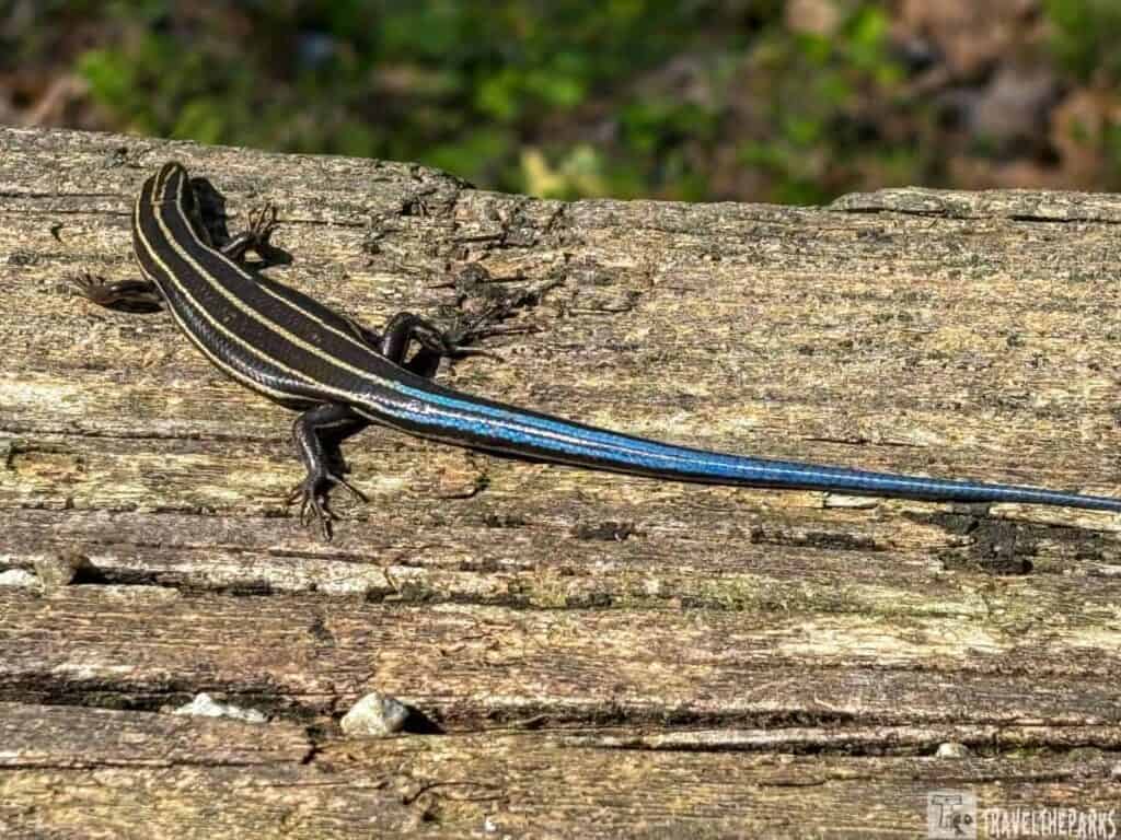 a blue-tailed skink resting on a weathered wooden surface. The lizard's body is covered with smooth scales and displays distinct longitudinal stripes in shades of black and yellow, running from its head to tail. The tail is vibrant blue and noticeably contrasts with the rest of the skink's darkly colored body. The wooden surface beneath the skink is rustic, with visible grain lines and textures, and shows signs of natural wear. In the background, there is a soft focus of green foliage, suggesting an outdoor environment.