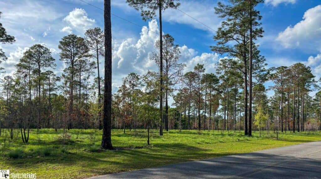A view of tall pine trees in Reed Bingham State Park under a blue sky with fluffy clouds.