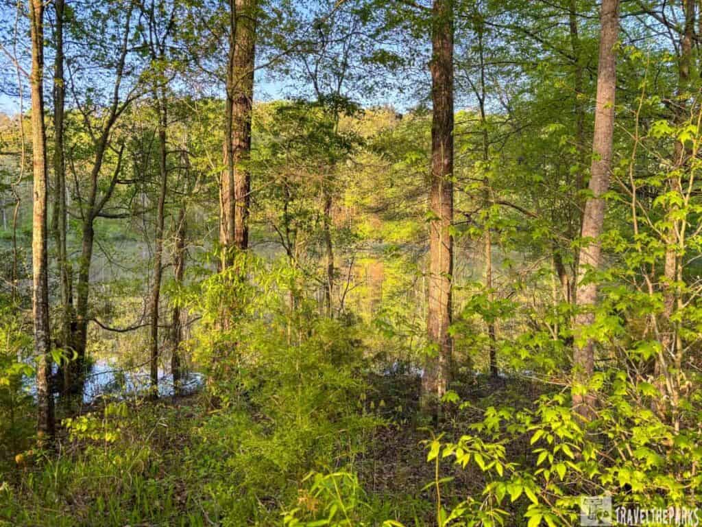 a dense forest scene filled with various types of trees and foliage. Tall, slender tree trunks dominate the composition, with a mixture of light and dark bark. The trees are surrounded by a lush undergrowth of vibrant green leaves and plants. Sunlight filters through the canopy, casting dappled light and shadow across the ground. In the background, a body of water reflects the greenery, adding a serene and tranquil element. The sky is visible in patches through the tree branches, displaying a clear blue.