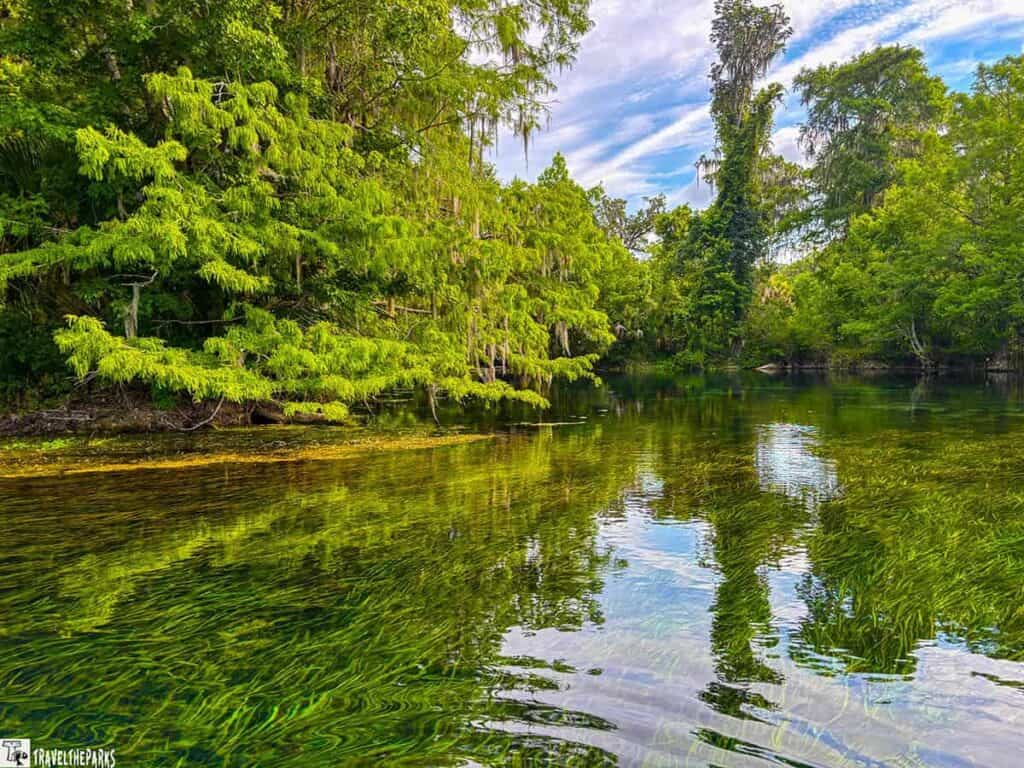 Clear waterway surrounded by dense green vegetation in Silver Springs State Park.