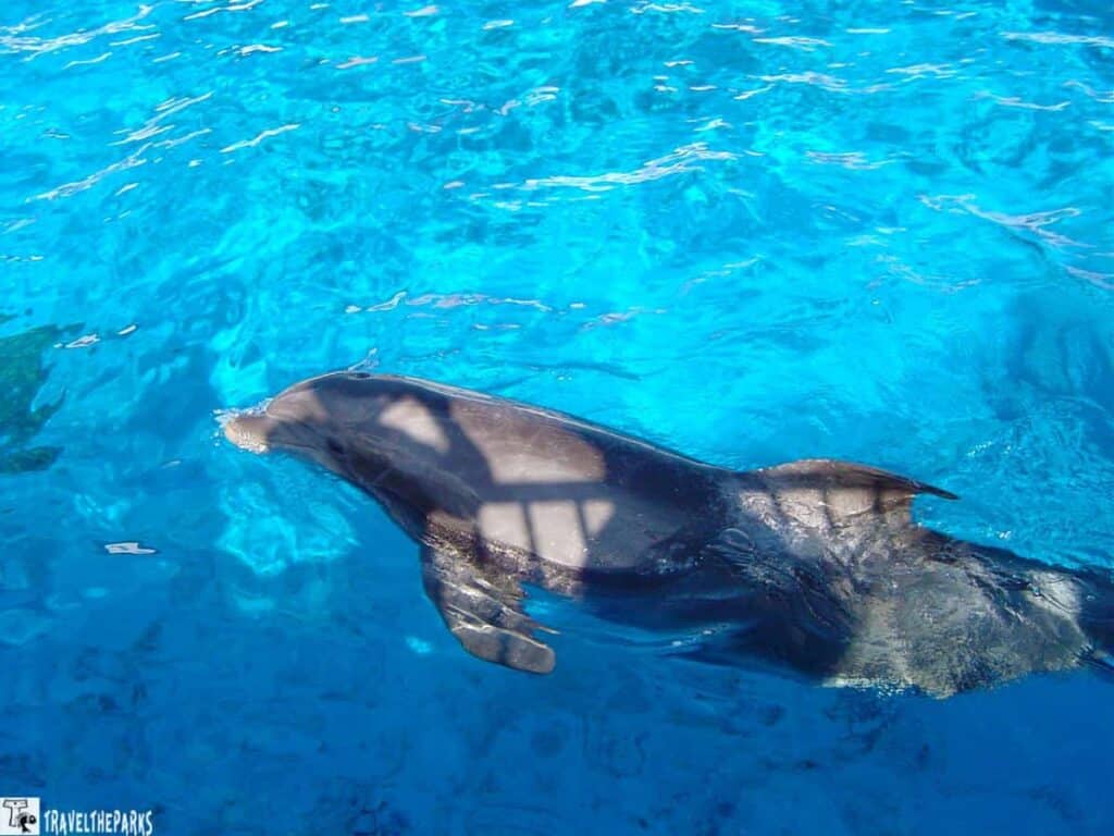 a dolphin swimming in a pool of vibrant blue water. The water is clear with ripples and varying shades of blue, indicating motion. The dolphin is positioned horizontally, with its dorsal fin and the top of its body visible above the surface. The sunlight casts subtle reflections and shadows on the dolphin’s body, enhancing the texture of its skin. The overall scene conveys a sense of tranquility and natural beauty.