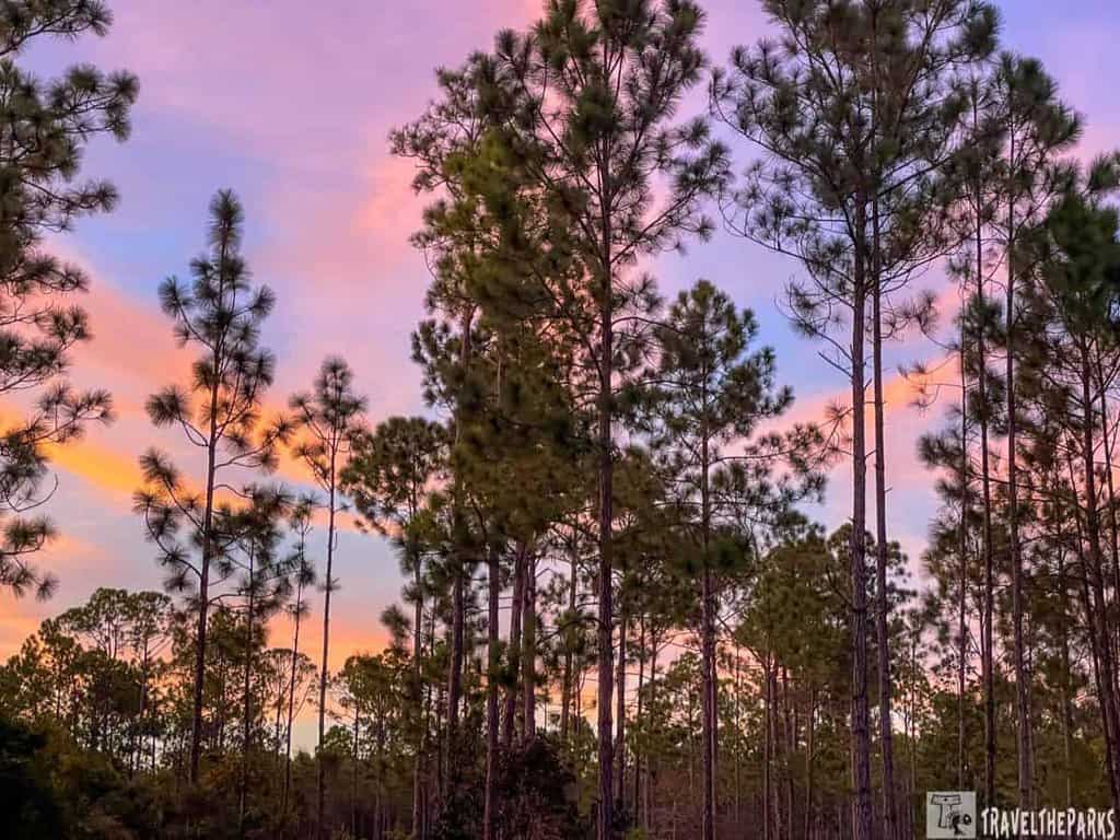 landscape of tall pine trees set against a vibrant sunset sky on Florida's Forgotten Coast. The pines are tall and slender, their branches creating a delicate pattern against the sky. The sky transitions from soft pinks and purples to warm oranges and blues, suggesting a peaceful evening. The foreground shows the silhouettes of the trees with finer branches and leaves visible against the colorful backdrop. The scene captures the tranquil beauty of a coastal forest at sunset.