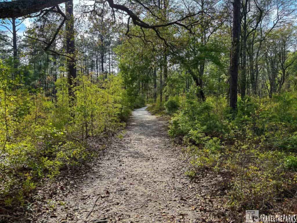 a forest pathway is narrow and covered with fallen leaves and small twigs, curving gently to the right. Surrounding the path are dense clusters of greenery, including small bushes and trees with lush green foliage. Tall trees with slender trunks rise on either side of the path, their branches arching overhead. Sunlight filters through the canopy, casting dappled light and shadows on the pathway. The sky is visible through gaps in the trees with hints of blue.
