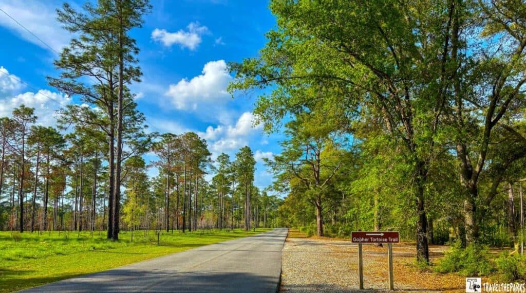 a serene park scene at Reed Bingham State Park. A well-paved road runs through the center, flanked by tall pine trees on both sides. The trees on the left are slender and dispersed, while those on the right are denser and form a canopy of lush green leaves. The sky is a striking blue with fluffy white clouds scattered across it, creating a peaceful and inviting atmosphere. A gravel path branches off to the right, leading into the trees. Near the intersection of the road and the path is a wooden sign.
