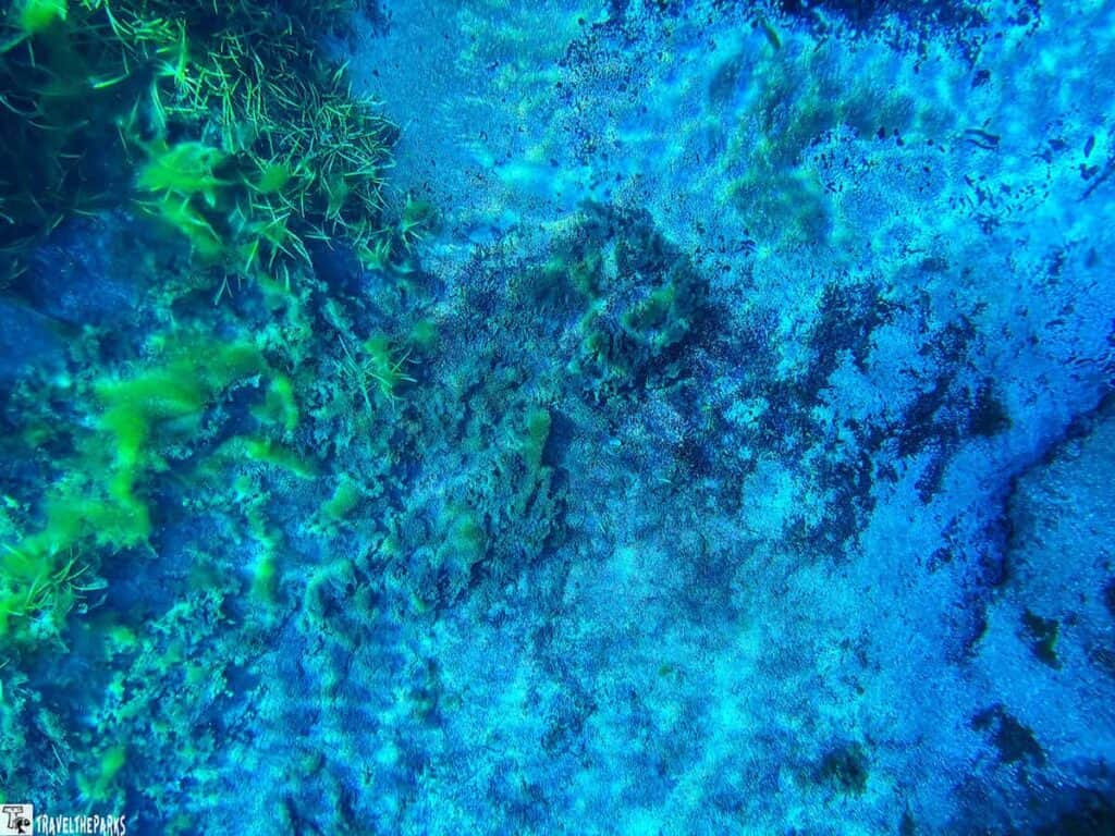 Underwater scene with blue water and green aquatic plants at Silver Springs State Park.