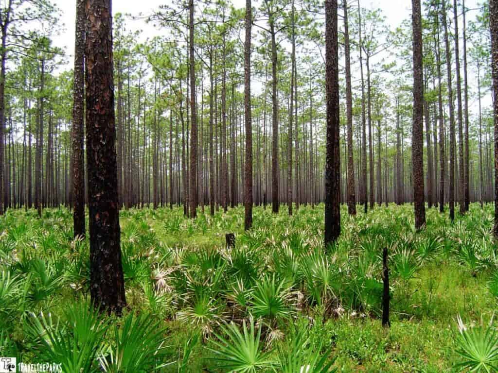 A dense forest of tall, slender pine trees, extending far into the distance. The trees have rough, dark brown bark and sparse, green needle-like foliage. The forest floor is covered in a lush layer of bright green saw palmetto plants with fan-shaped leaves radiating outward. The tightly packed trees create a natural grid, and the ground vegetation forms a thick, leafy carpet. The lighting is natural, suggesting daytime, with sunlight filtering down through the tree branches.