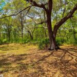 A large tree with sprawling branches and shadows in a lush, green area at Reed Bingham State Park.