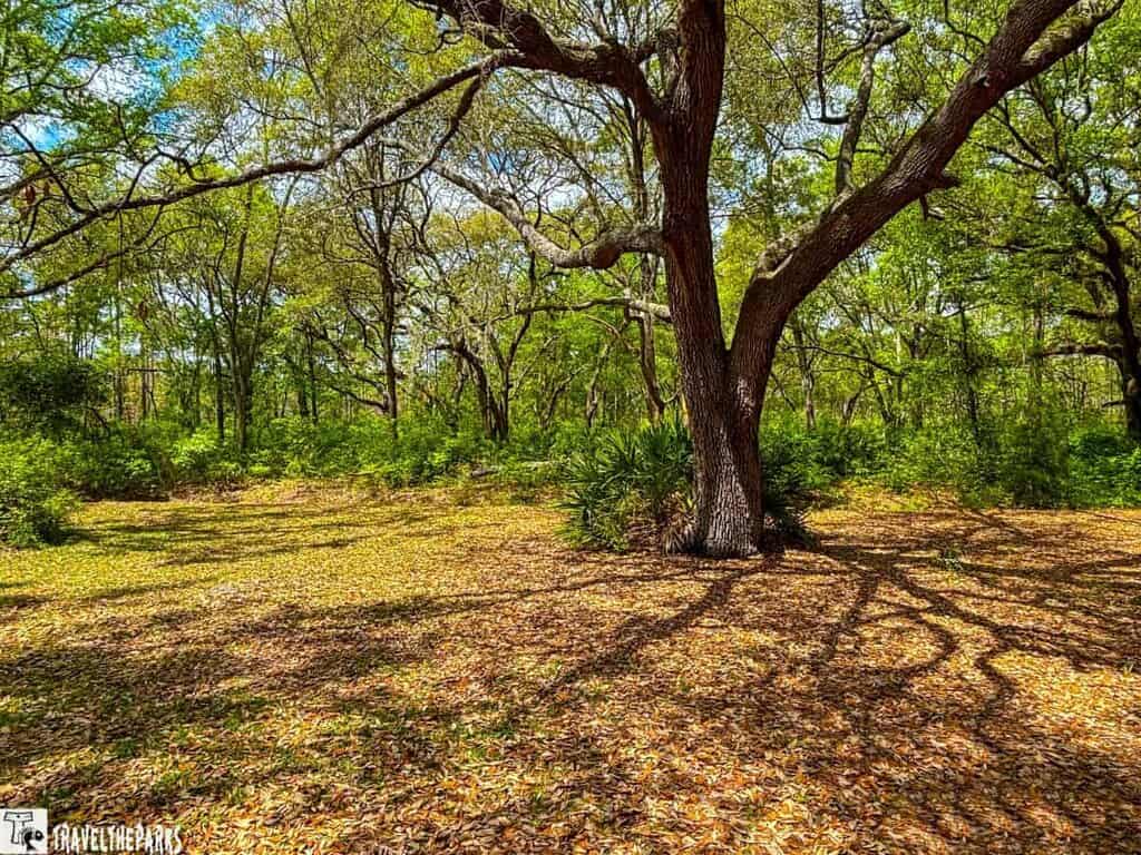 A large tree with sprawling branches and shadows in a lush, green area at Reed Bingham State Park.