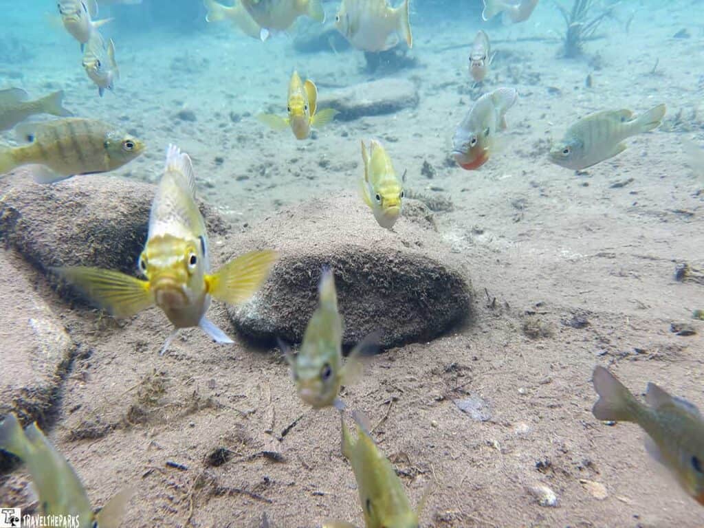 Underwater view of fish swimming above a sandy seabed at Silver Springs State Park.