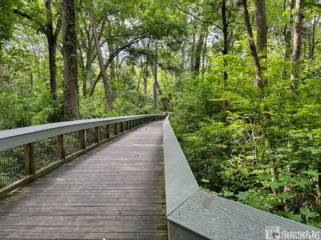 a wooden boardwalk winding through a dense, lush green forest. The Ross Allen boardwalk is a smooth, light-gray pathway that leads the eye into the scene, flanked by low wooden rails for safety. Tall trees, with a mix of slender and sturdy trunks, rise on both sides, their leaves a vibrant green, creating a canopy overhead that filters the sunlight. The ground alongside the boardwalk is covered with dense undergrowth, showcasing various shades of green. Sunlight dapples the path, adding a tranquil, serene atmosphere to the woodland scene.