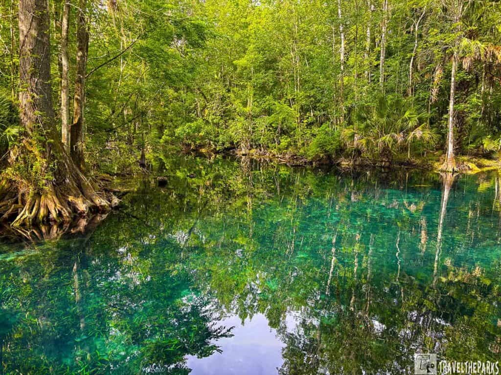 Turquoise water reflecting the dense green forest at Silver Springs State Park, with cypress trees on the left.