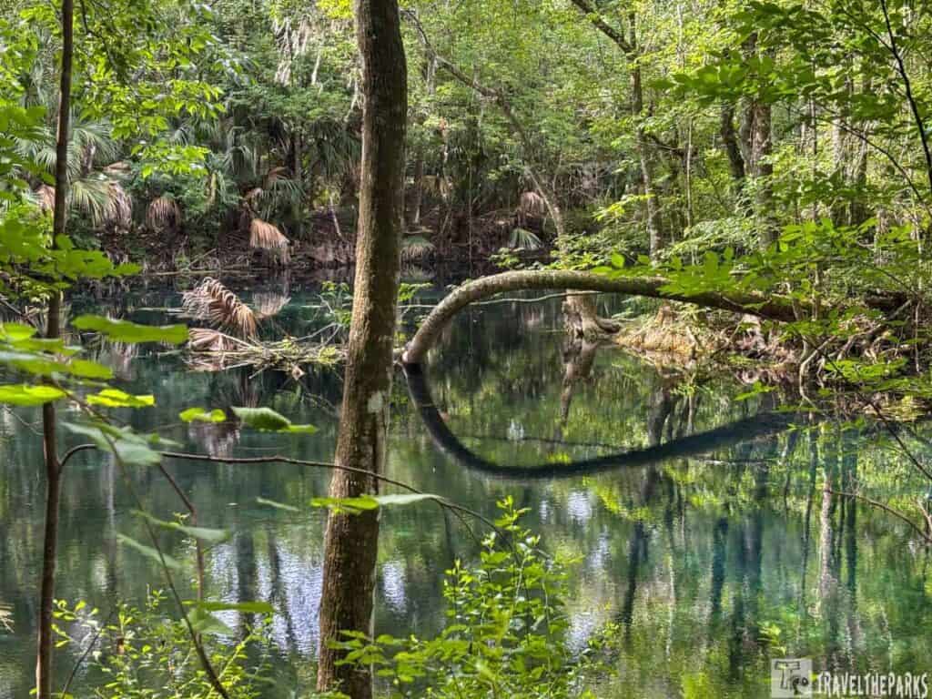 A tranquil forest scene with trees and a reflective body of water in Silver Springs State Park.