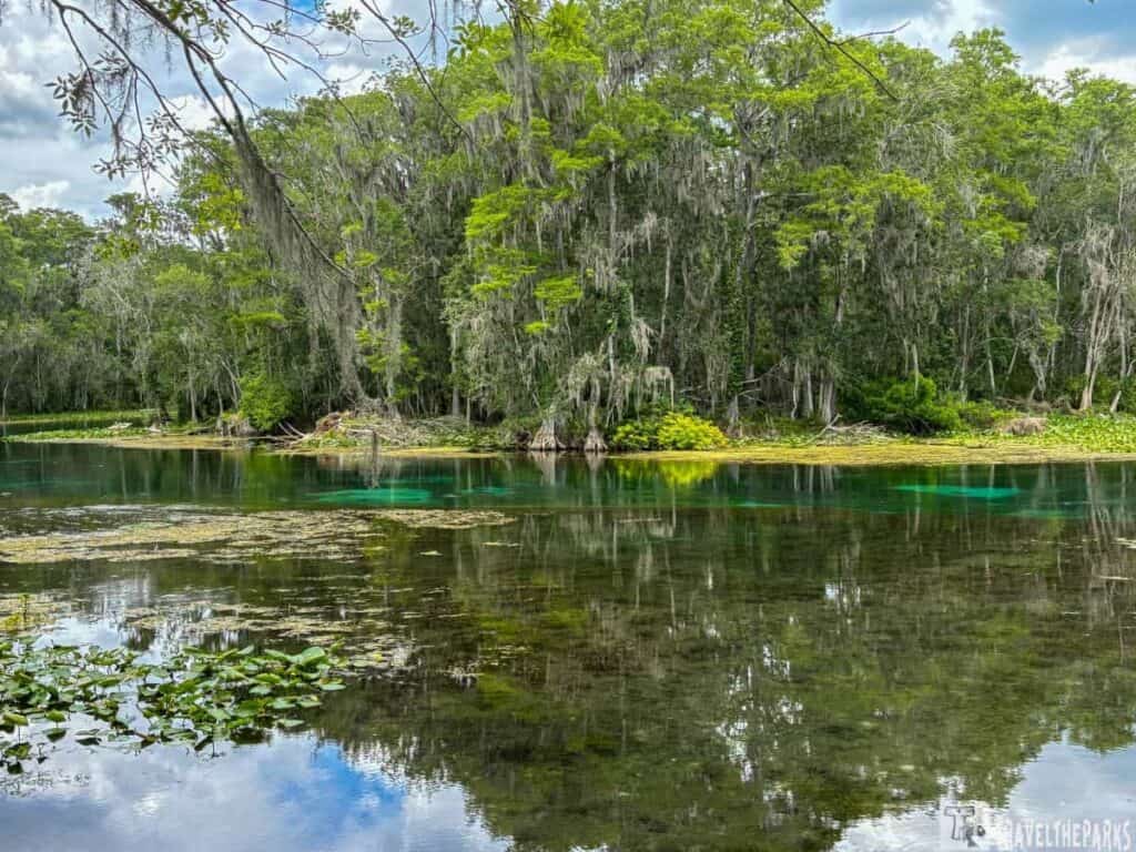 View of Silver Springs State Park with dense forest and calm reflective waters.