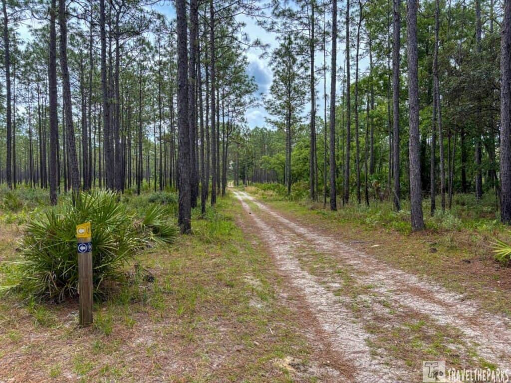 A dirt trail through tall pine trees at Silver Springs State Park with a trail marker on the left.