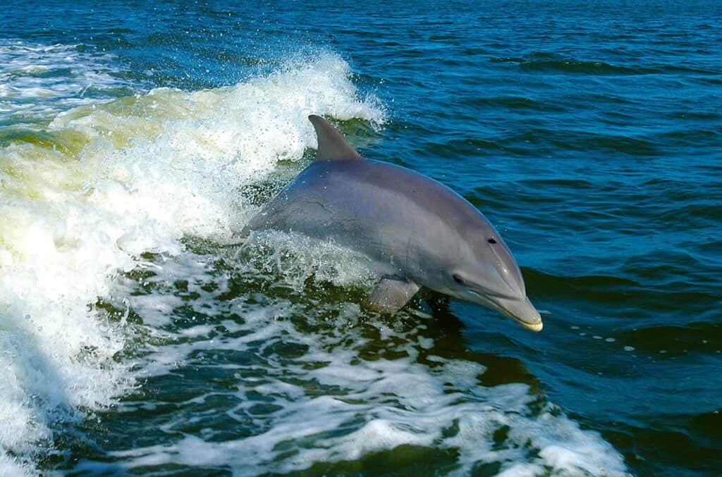 a dolphin swimming energetically in the ocean. The dolphin is in the foreground, partially emerging from the water, with its back and dorsal fin visible. The skin is smooth and gray, glistening in the sunlight. Surrounding the dolphin, white sea foam ripples and churns, contrasting with the deep blue-green hue of the ocean water. The background features subtle waves under a clear sky, adding to the dynamic setting of the marine environment.