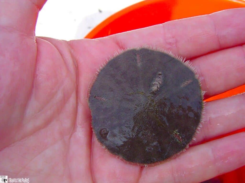 a hand holding a live sand dollar, a type of marine invertebrate. The sand dollar is circular and dark gray with a velvety texture, resting on the palm. Fine hair-like structures fringe its edges. The background includes a blurred orange object, possibly a container, and a white surface partially visible.