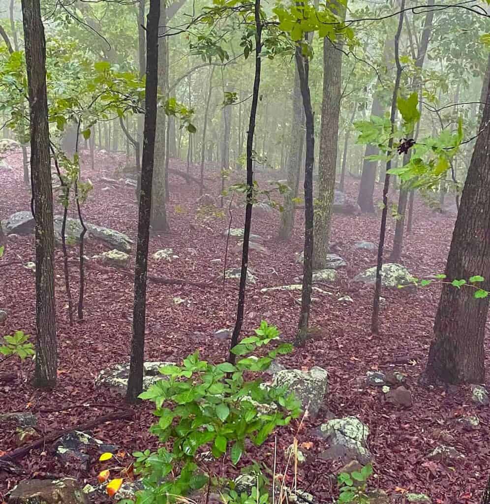 A misty forest with slender trees, sparse foliage, and a leaf-covered ground with scattered rocks.