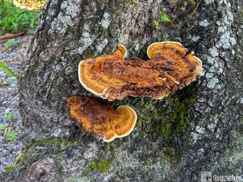 Two brown bracket fungi on rough tree bark.