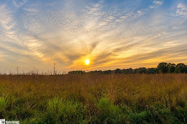 Prophetstown State Park: Sunset over a grassy field with birds in the sky and trees on the horizon.