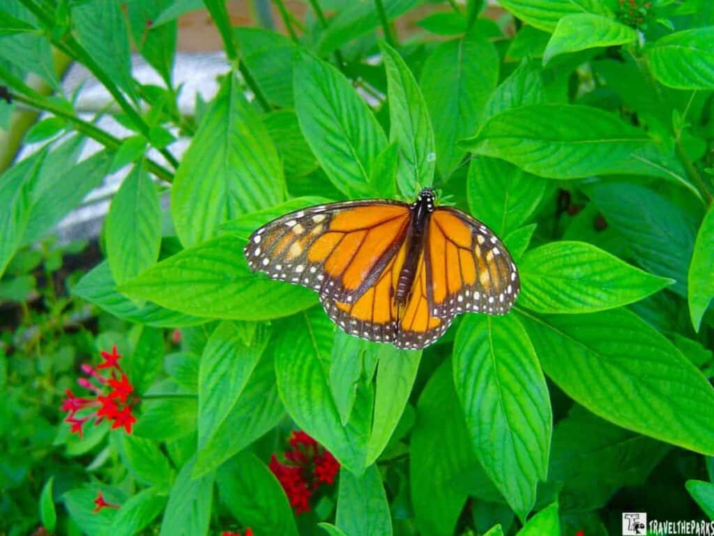 A vivid orange butterfly with black and white spots on the edges of its wings. It is perched on lush green leaves, contrasting sharply against the butterfly’s bright colors. The background features more greenery and small red flowers peeking through the leaves. The scene takes place in the Butterfly Conservatory at Niagara Falls, suggesting a natural, lush environment abundant with plant life.