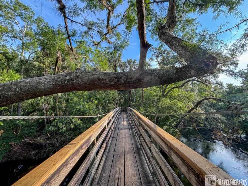 A wooden footbridge surrounded by dense greenery with a large tree branch arching over it.