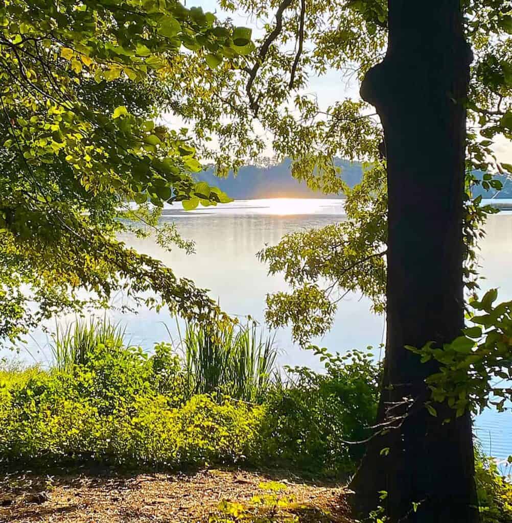 a serene natural scene at the Chattahoochee River National Recreation Area. In the foreground, there is a tree trunk on the right side, with branches covered in vibrant green leaves extending across the image, partially framing the view. A variety of lush, green plants and small bushes fill the ground in front of the riverbank. In the background, a calm river stretches across the image, reflecting the bright sunlight that creates a shimmering effect on the water's surface. The sun is near the horizon, casting a warm glow over the landscape. Trees and foliage are silhouetted against the light, enhancing the tranquil atmosphere.