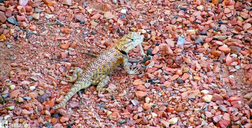 Lizard on a pebbled ground, blending with reddish-brown stones.