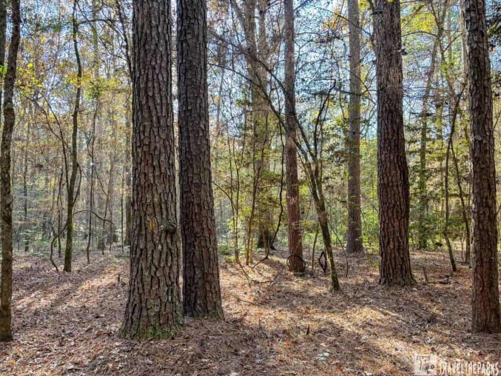 Forest scene with tall trees and sunlight filtering through at Crater of Diamonds State Park.