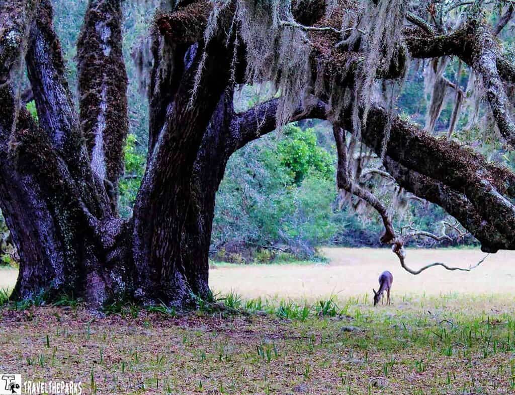 Dungeness Mansion deer under an oak tree on a Georgia Road Trip to Cumberland Island National Seashore.