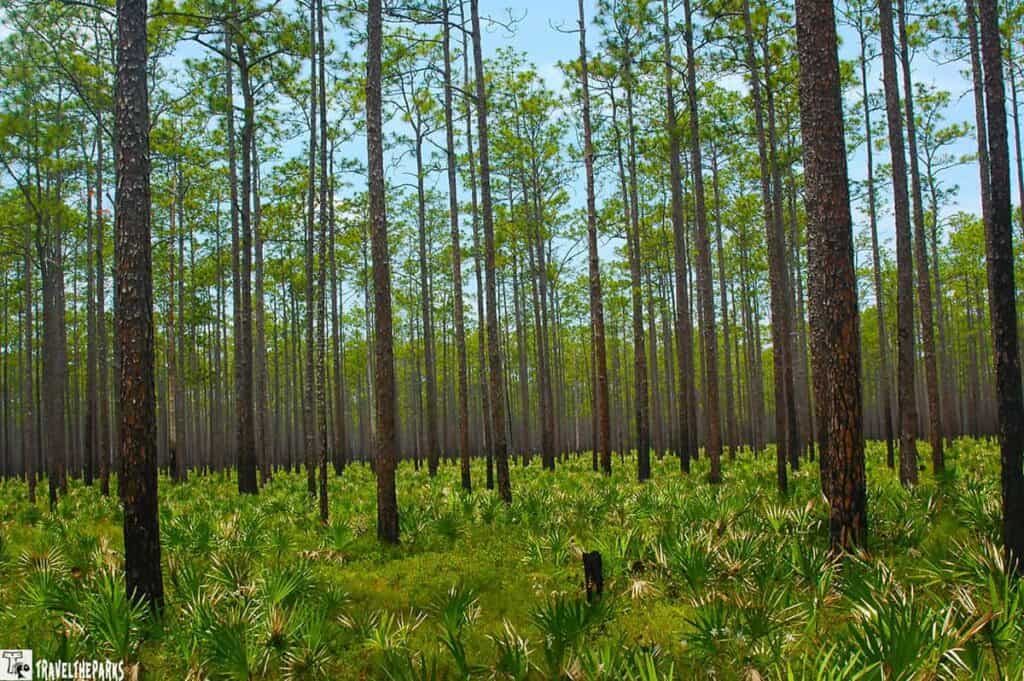 A dense forest of tall, slender pine trees, extending far into the distance. The trees have rough, dark brown bark and sparse, green needle-like foliage. The forest floor is covered in a lush layer of bright green saw palmetto plants with fan-shaped leaves radiating outward. The tightly packed trees create a natural grid, and the ground vegetation forms a thick, leafy carpet. The lighting is natural, suggesting daytime, with sunlight filtering down through the tree branches.
