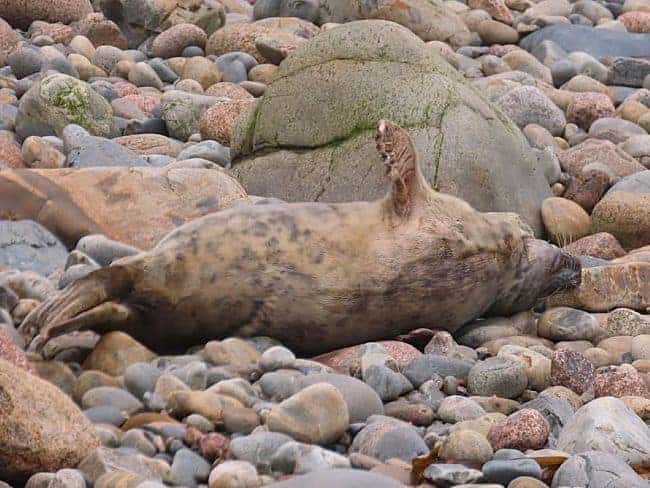 Harbor seal on his back on a rocky shoreline