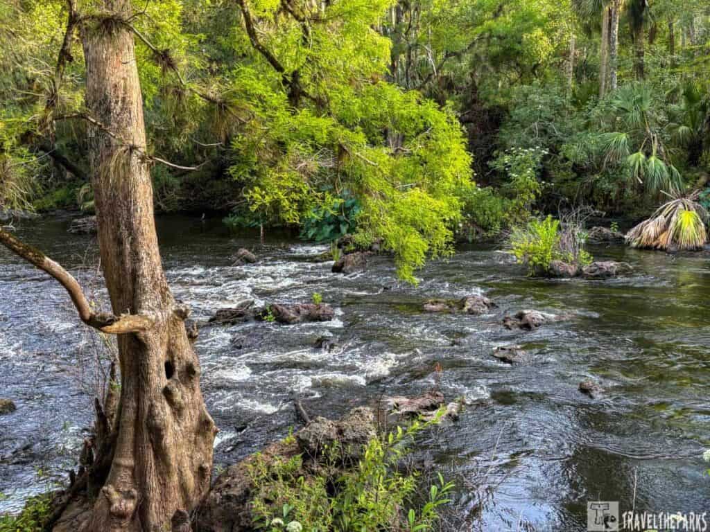 Lush river landscape with flowing water and dense green foliage at Hillsborough River State Park.