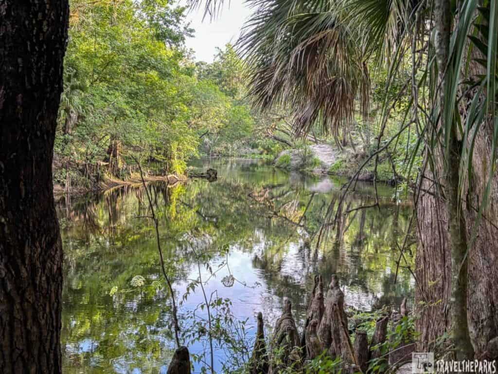 Calm river at Hillsborough River State Park with trees and palm fronds reflecting on the water.