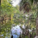Calm river at Hillsborough River State Park with trees and palm fronds reflecting on the water.