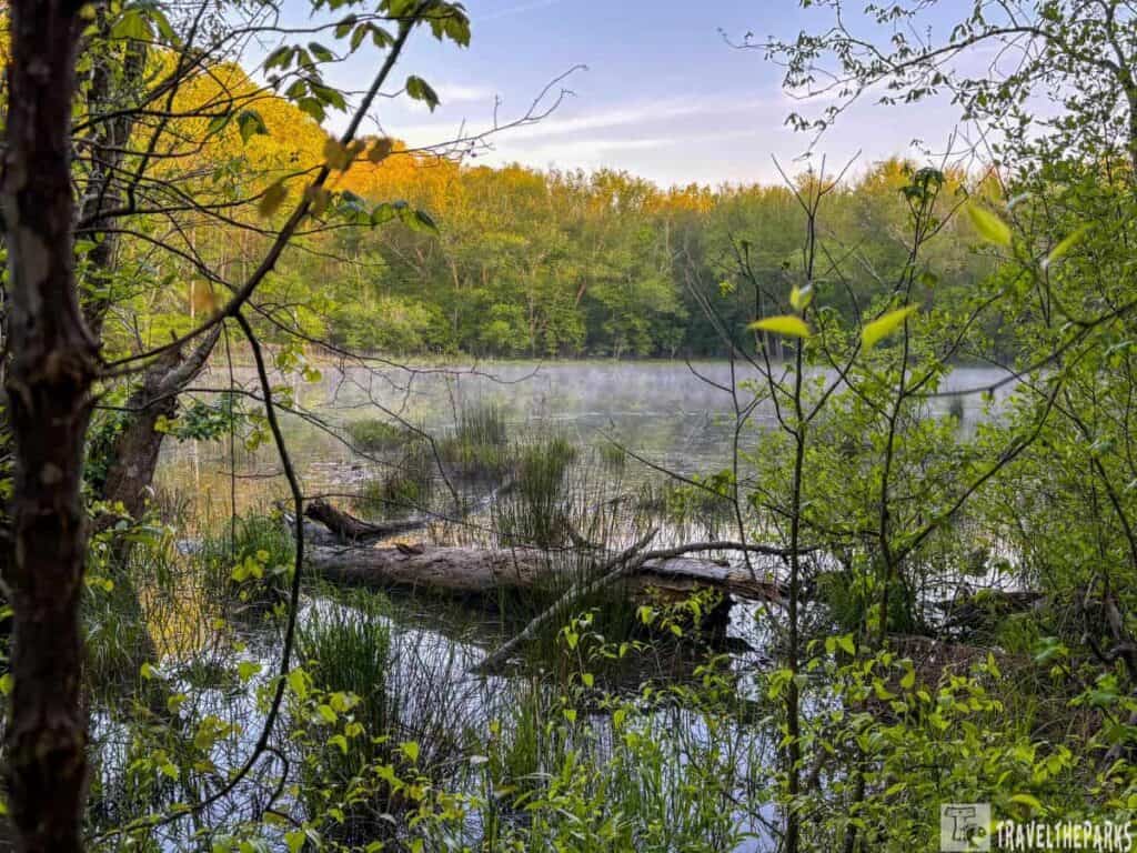 A tranquil forest scene with a misty pond and fallen tree, surrounded by lush greenery.