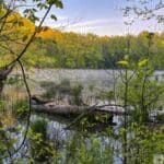 A tranquil forest scene with a misty pond and fallen tree, surrounded by lush greenery.