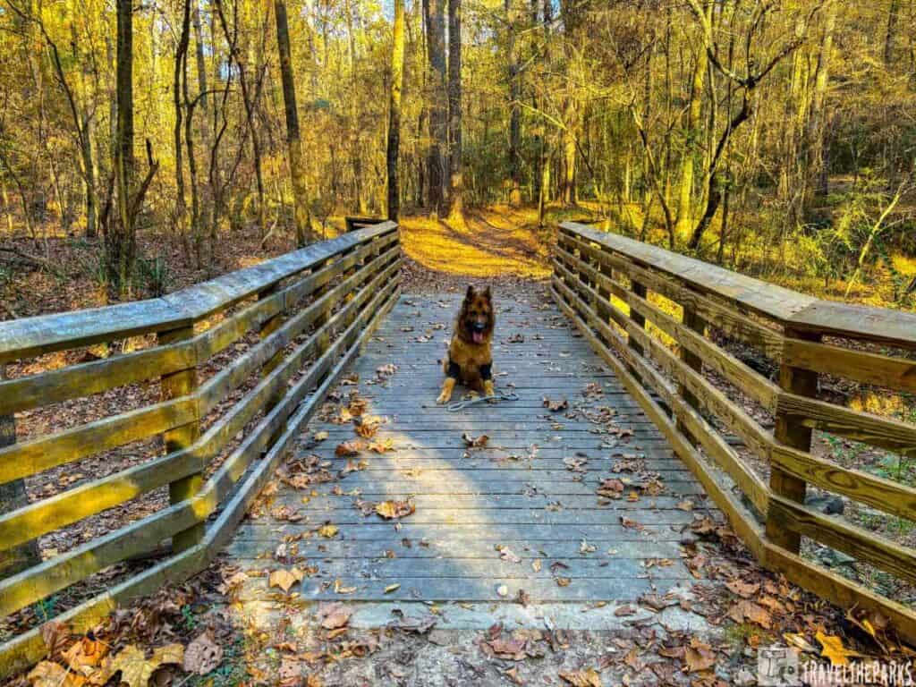 Dog sitting on a wooden footbridge in a sunlit autumn forest.