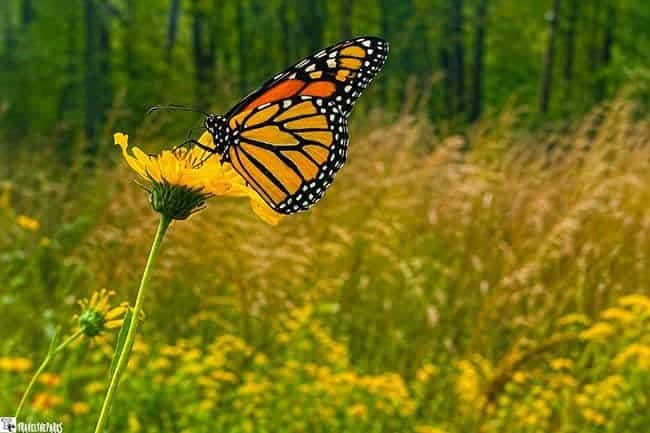 Monarch butterfly on a yellow flower with greenery in the background.