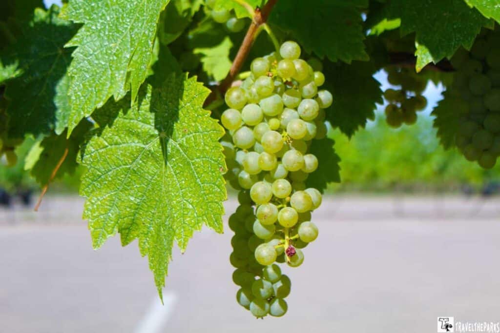 Niagara-on-the-Lake A cluster of light green grapes with large green leaves against a blurred outdoor background.
