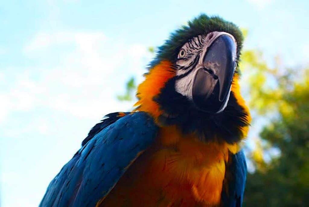 A close-up of a colorful parrot with blue, orange, and yellow plumage.