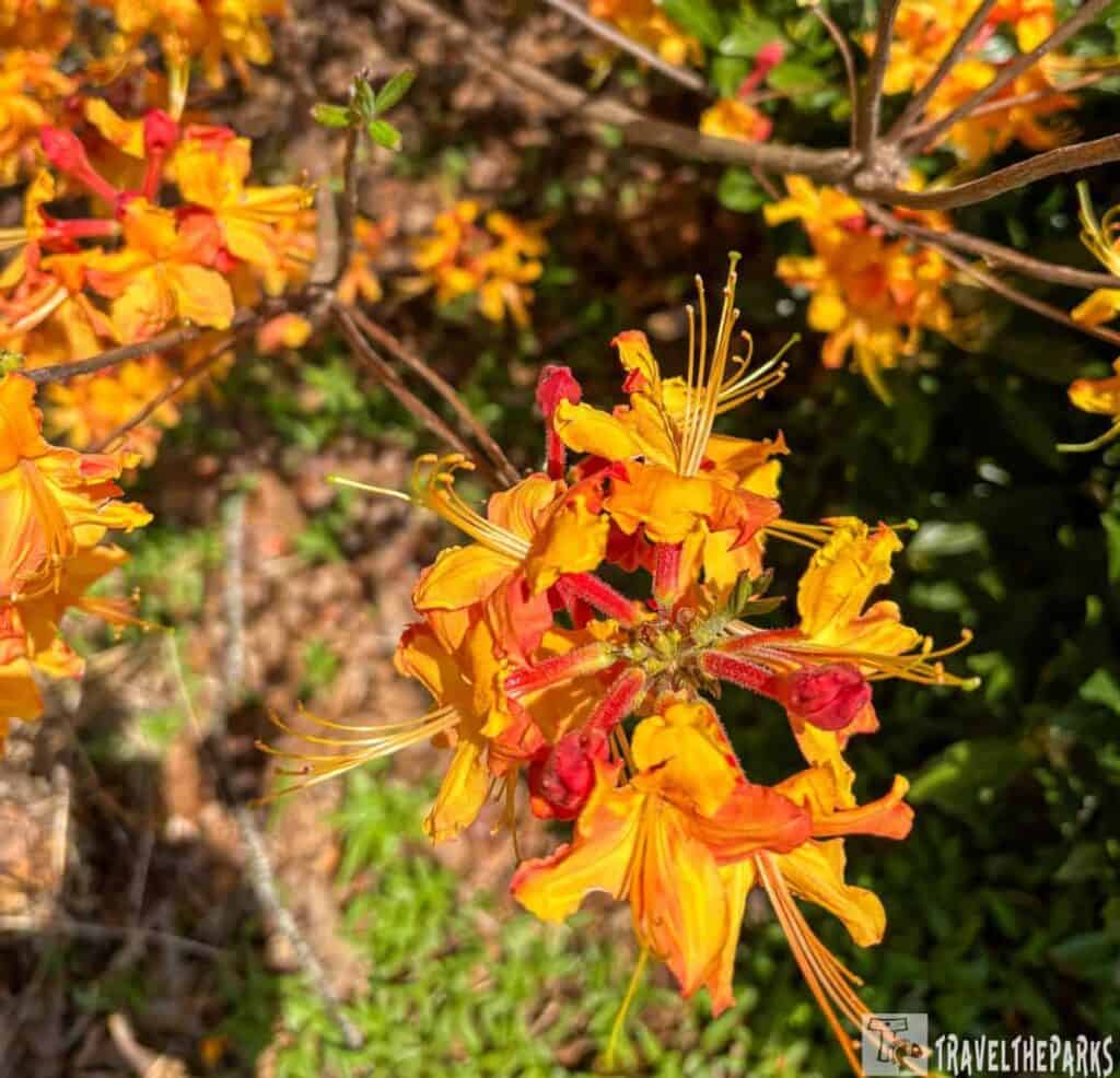 Bright yellow and orange flowers with long stamens in a natural setting.
