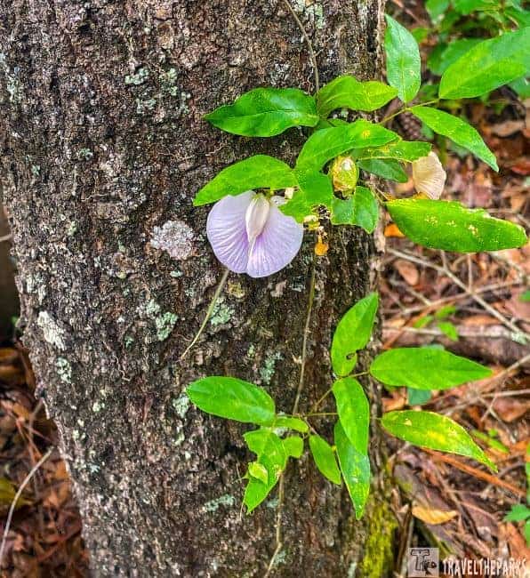Vine with green leaves and a pale lavender flower growing on a rugged tree trunk.