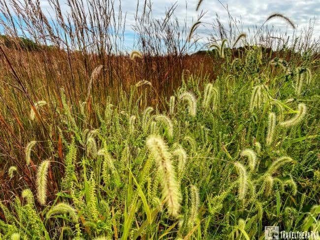 A field of lush green grass with fuzzy seed heads in the foreground, contrasted by taller reddish-brown grasses in the background under a partly cloudy sky.